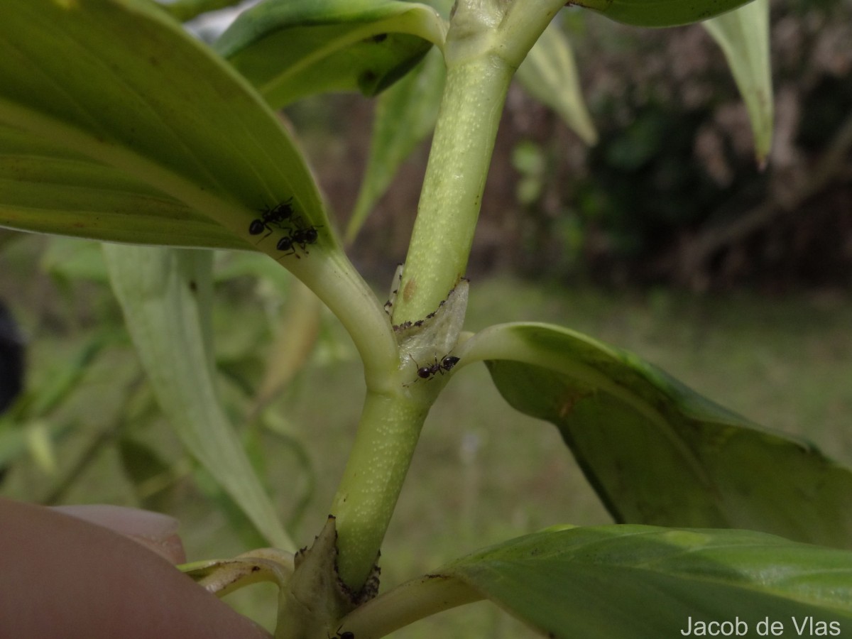 Hedyotis fruticosa L.